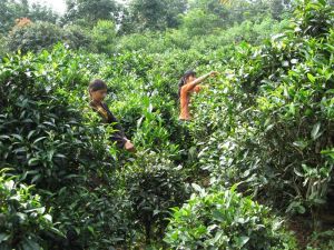 大卡老寨村 大卡老寨村