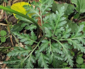 小葉陰地蕨 小葉陰地蕨