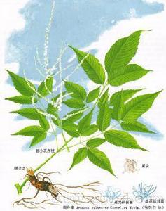 升麻草[升麻草]