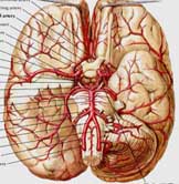 帕金森病性痴呆 帕金森病性痴呆
