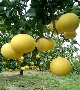 閬苑蜜柚 閬苑蜜柚