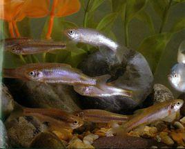 中華細鯽 中華細鯽