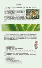 皂質蘆薈相關成分