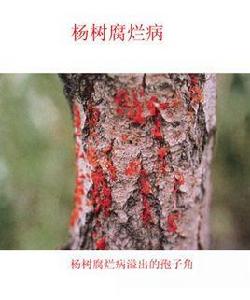 楊樹腐爛病 楊樹腐爛病
