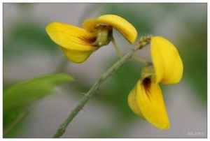 光萼豬屎豆 光萼豬屎豆