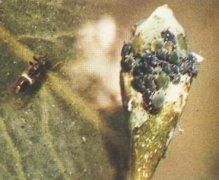 穿心蓮枯萎病 穿心蓮枯萎病