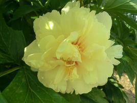 伊藤雜種 伊藤雜種