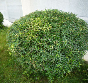 尖葉樹狀美喙蘚 尖葉樹狀美喙蘚