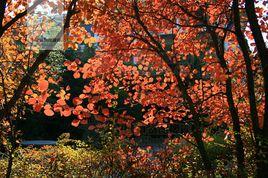 紫葉紅櫨 紫葉紅櫨