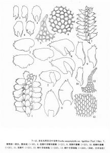 多齒光萼苔舌葉(變種) 多齒光萼苔舌葉(變種)