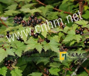 鄂西茶藨 鄂西茶藨