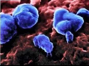 化學病毒 化學病毒