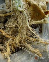 黃瓜根腐病—發病圖