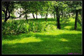 夏草如茵 夏草如茵