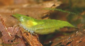 擬巴氏米蝦 擬巴氏米蝦