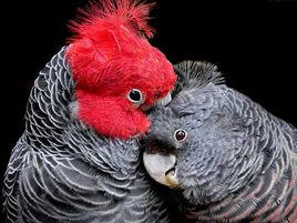 紅冠鳳頭鸚鵡 紅冠鳳頭鸚鵡