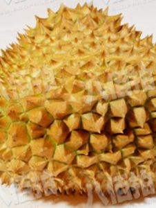 《榴槤飄飄》 《榴槤飄飄》