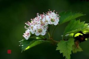 巴拉巴栗 巴拉巴栗