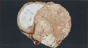 大珠母貝 大珠母貝