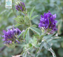 紫苜蓿 紫苜蓿