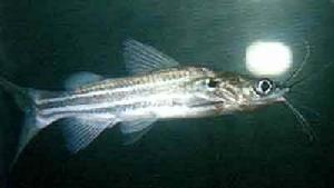 橘紅雙須鼠魚 橘紅雙須鼠魚