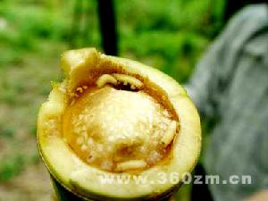 竹筍絨莖蠅 竹筍絨莖蠅