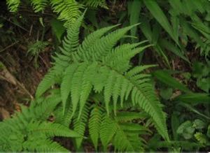 纖維鱗毛蕨組 纖維鱗毛蕨組