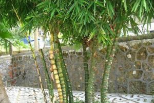 《觀賞竹》 《觀賞竹》