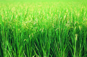 墾育88號 墾育88號