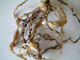 四川劍形線蟲 四川劍形線蟲