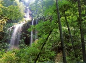 竹林溝自然保護區 竹林溝自然保護區