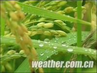 連日陰雨給寧夏作物產量帶來一定影響