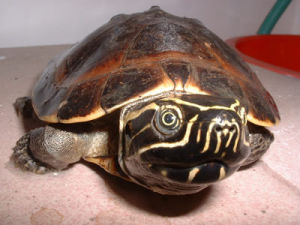 大頭馬來龜 大頭馬來龜