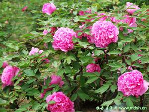 菏澤牡丹