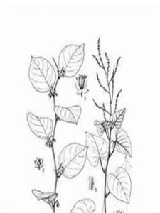 何首烏屬 何首烏屬