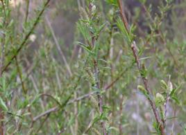 小紅柳根 小紅柳根