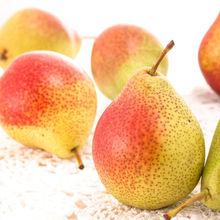 梨[薔薇科梨屬植物]