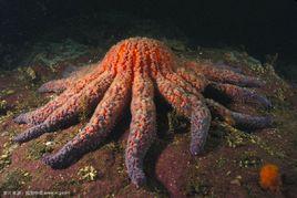 海盤車海星 海盤車海星