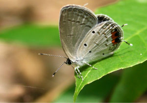 長尾藍灰蝶