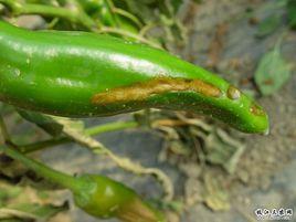 辣椒黑斑病 辣椒黑斑病