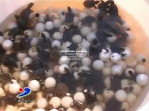 孵化鱉蛋，小鱉破殼