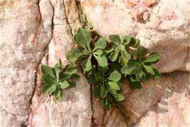 台灣假還陽參 台灣假還陽參