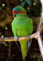 紅耳綠吸蜜鸚鵡