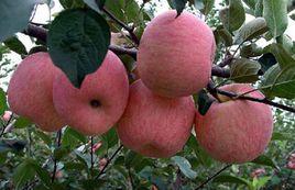 美國8號 美國8號