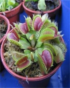 頭序蠅子草 頭序蠅子草