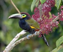 黃耳小巨嘴鳥 黃耳小巨嘴鳥