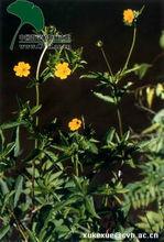 狼牙委陵菜外形