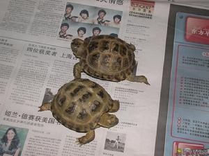 俄羅斯陸龜 俄羅斯陸龜