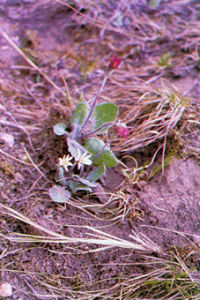 闊舌大丁草 闊舌大丁草