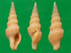 異色卷管螺 異色卷管螺